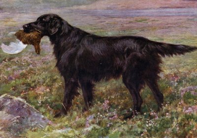 El Retriever de Pelo Liso Campeón High Legh Blarney de Maud Earl